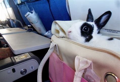 Buy Portable Bunny Travel Carrier For Easiest Way To Travel In A Car