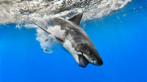 Download Shark Animal Great White Shark 4k Ultra Hd Wallpaper