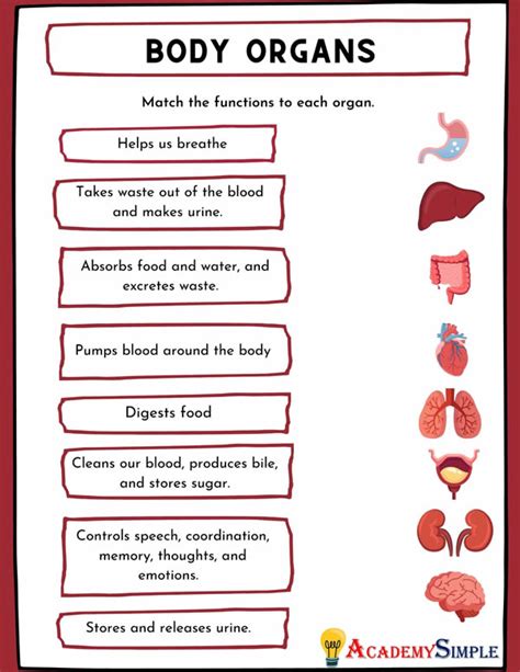 Internal Organs Of The Body And Their Functions