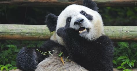 Des Dents De Panda Inspirent Les Scientifiques