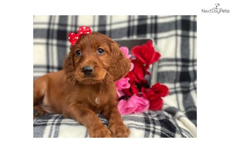 Transportation to new jersey available. Magenta: Irish Setter puppy for sale near Lancaster ...
