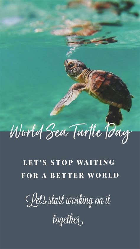 World Sea Turtle Day Kassidyabbwaters