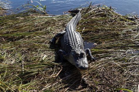 Usa Exploring The Everglades Shark Valley Wildlife By Bike And Air Boat