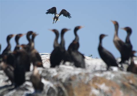 Great Cormorants In Maine March 2015 Boat Tours From Vinalhaven