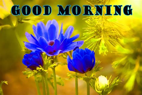 Lovely Good Morning Images Hd 1080p Download Good Morning