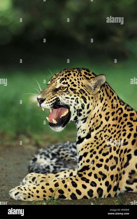 Jaguar Snarling Hi Res Stock Photography And Images Alamy