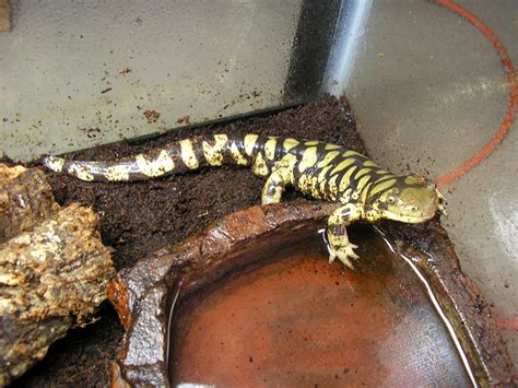 Tiger Salamander Care In Captivity Amphibian Care