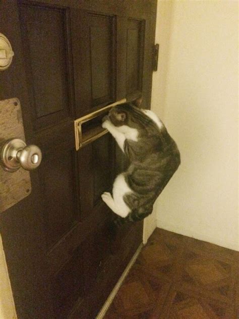Cats Who Got Caught Being Funny 42 Pics