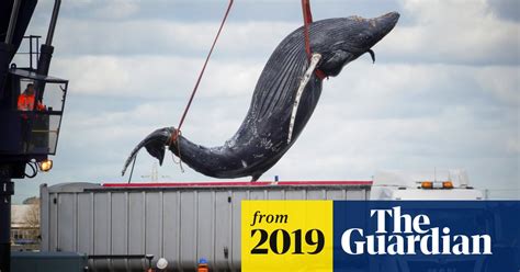 Humpback Whale Found Dead In Thames Was Hit By A Ship Whales The