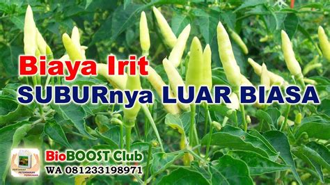 SOLUSI.. Budidaya Cabe Rawit Irit Biaya & Hasil Melejit II ...