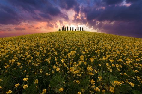 Cloudy Sunset Over Tuscan Flower Field