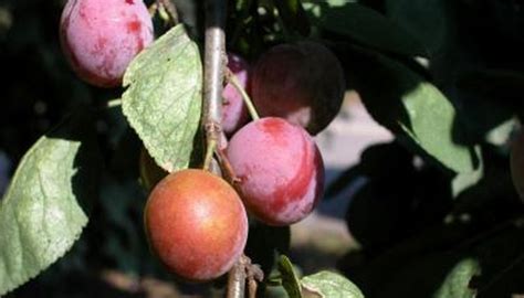 Fruit Trees That Grow In Oregon Garden Guides