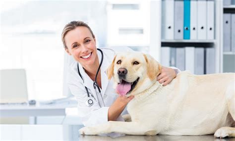 How Do I Find The Right Veterinary Dentist For My Pet Phoenix