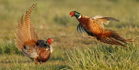 Hunting The Pheasant Americas Most Popular Upland Bird