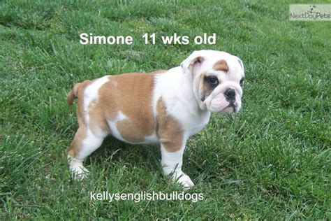 More memes, funny videos and pics on 9gag. Simone: English Bulldog puppy for sale near Joplin, Missouri. | 228fd344-9031