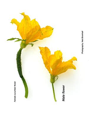 The first flowers to appear on cucumbers and other vine crops are predominately male. My Apartment Garden: Armenian Cucumber
