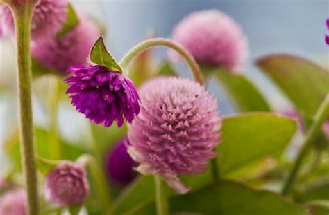 Heirloom 500 Seeds Globe Amaranth Gomphrena Globosa Gnome Pink Etsy