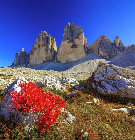 Alps Dolomites Wild Flowers Italy Photograph By Olimpio Fantuz