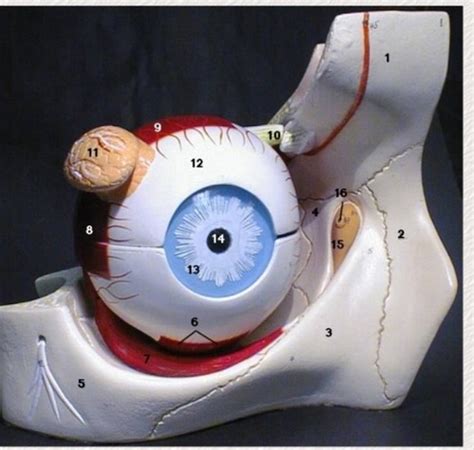 Eye Anatomy Model Flashcards Quizlet