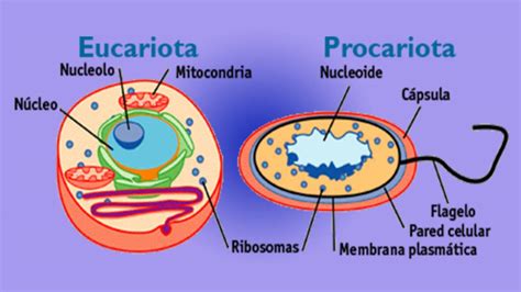 Imagenes De La Celula Humana Y Sus Partes Consejos Celulares