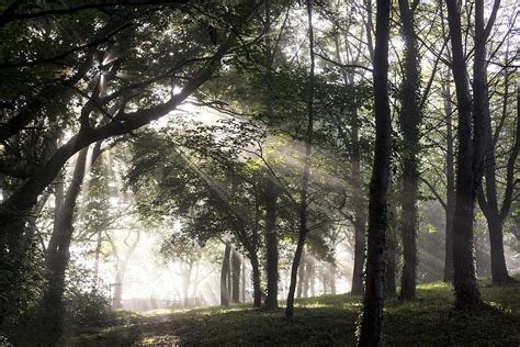 Crepuscular Rays Green Leafed Trees Forest Undergrowth Ray Of