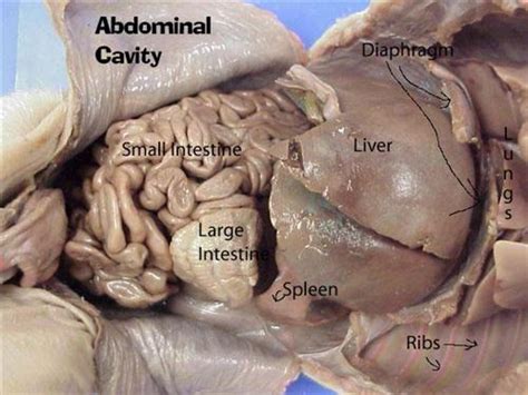 Obtain your cat and tray, place it dorsal surface down. Banbor, Velia / Fetal Pig Dissection
