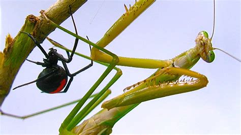 Giant Praying Mantis