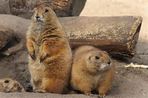 400 Free Prairie Dog And Nature Images Pixabay