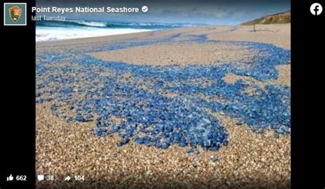 ‘millions Of Bizarre Blue Blobs Wash Ashore On California Beaches