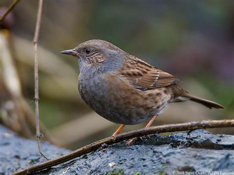 Dunnock Taken With A Canon Eos 30d With Ef500 F4 L Is Ef X14