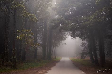 Misty Road Nature Aesthetic Go Outside Foggy Safe Place Forests