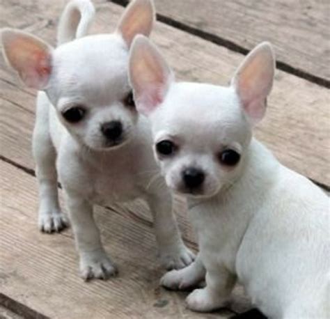 Lista Foto Tipos De Chihuahua Con Orejas Ca Das Alta Definici N