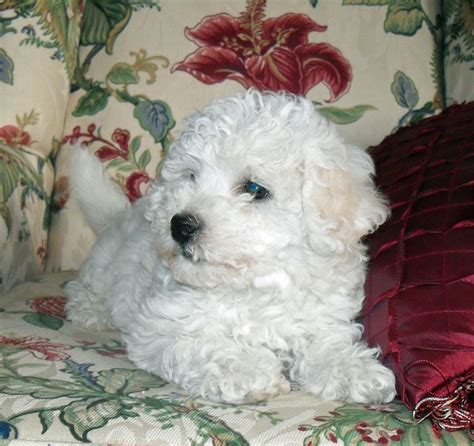 Shichon Teddy Bear Puppies For Sale Mn