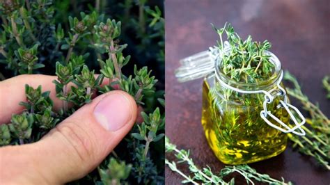 4 Reasons To Grow Thyme And 18 Ways To Use It