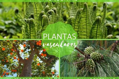 Ejemplos De Plantas Vasculares Y No Vasculares Diferencias Y