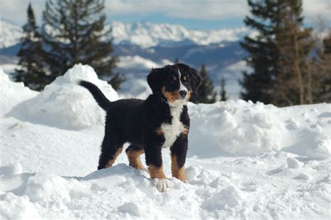 Bernese Mountain Dog Puppy In The Snow Wallpapers And