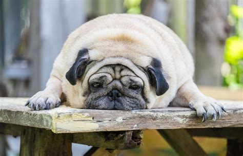 Can Dogs Get Diabetes From Being Overweight