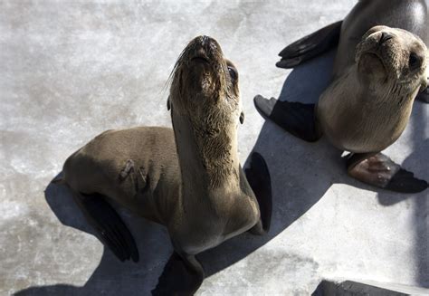 Seaworld Busy Saving Stranded Sea Lions The San Diego Union Tribune