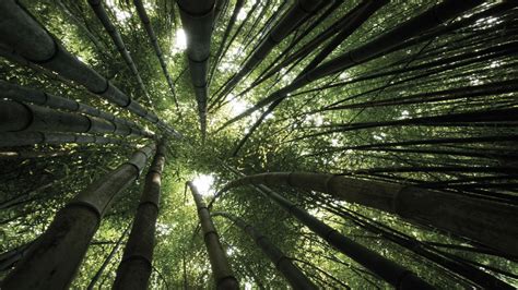 Wallpaper Sunlight Trees Grass Branch Symmetry Jungle Bamboo