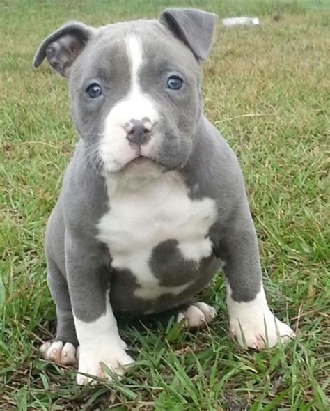 Wonderful Blue Nose Pitbull Puppies Image Collection