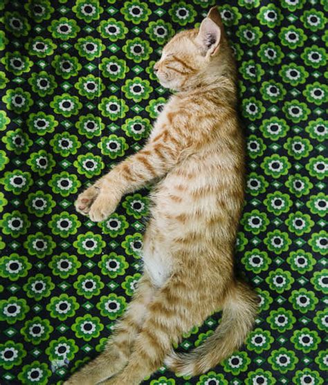 Cat Positions And What They Mean