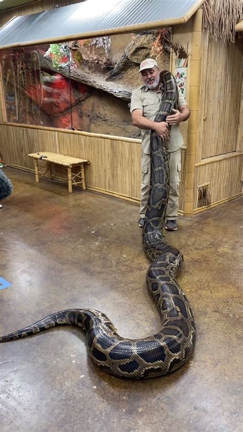 The Reptile Zoo Biggest Burmese Python In The World
