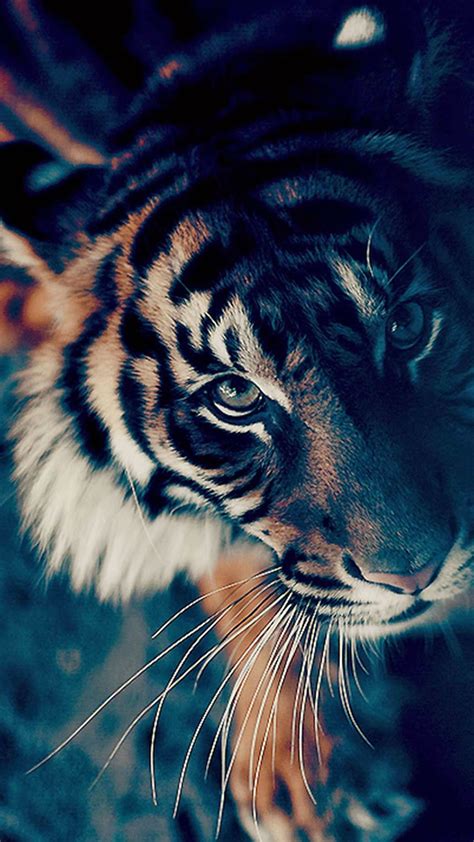 Animated Tiger Wallpaper 56 Images