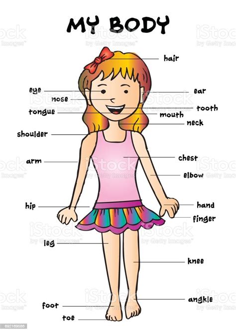 My Body Educational Info Graphic Chart For Kids Showing Parts Of Human