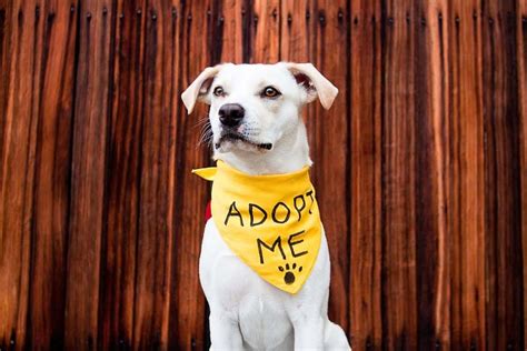 How Much Is It To Adopt A Rescue Dog