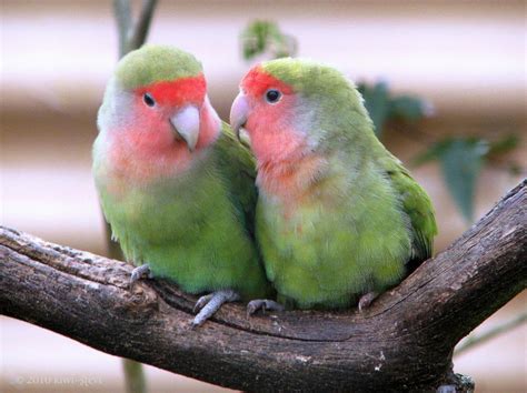 Beyond The Blue Domes Lovely Pictures Of Love Birds