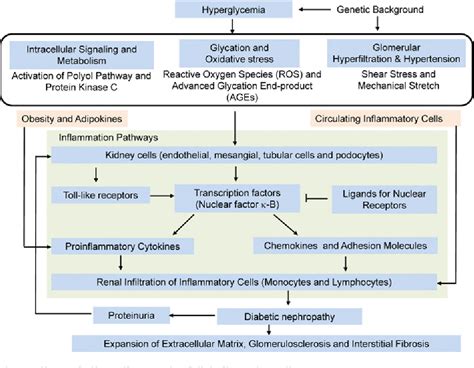 Figure 3 from Inflammation and the pathogenesis of diabetic nephropathy