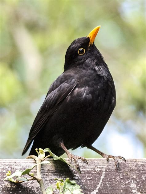 Hd Wallpaper Black Bird With Yellow Beak Perching On Wooden Surface