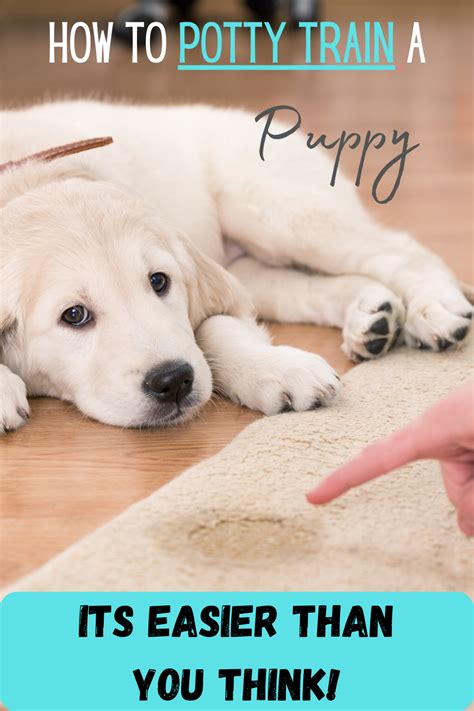 How To Potty Train A Puppy Golden Retriever Howto