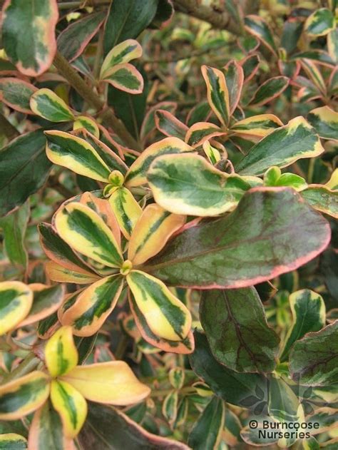 Coprosma 'Fireburst' from Burncoose Nurseries | Dark green leaves, Plant leaves, Green leaves